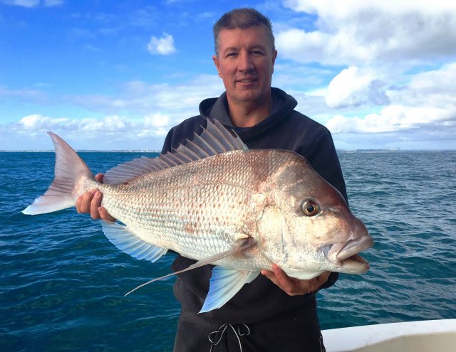 Snapper on the KG gear Snapper on the KG gear